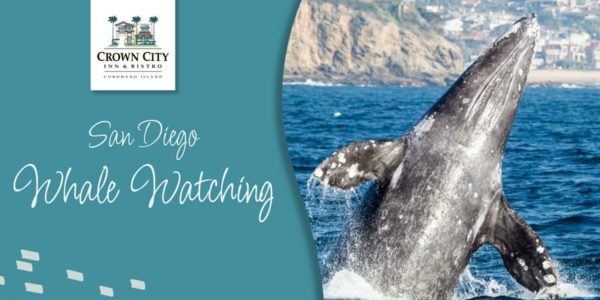 San Diego Whale Watching - Crown City Inn & Bistro